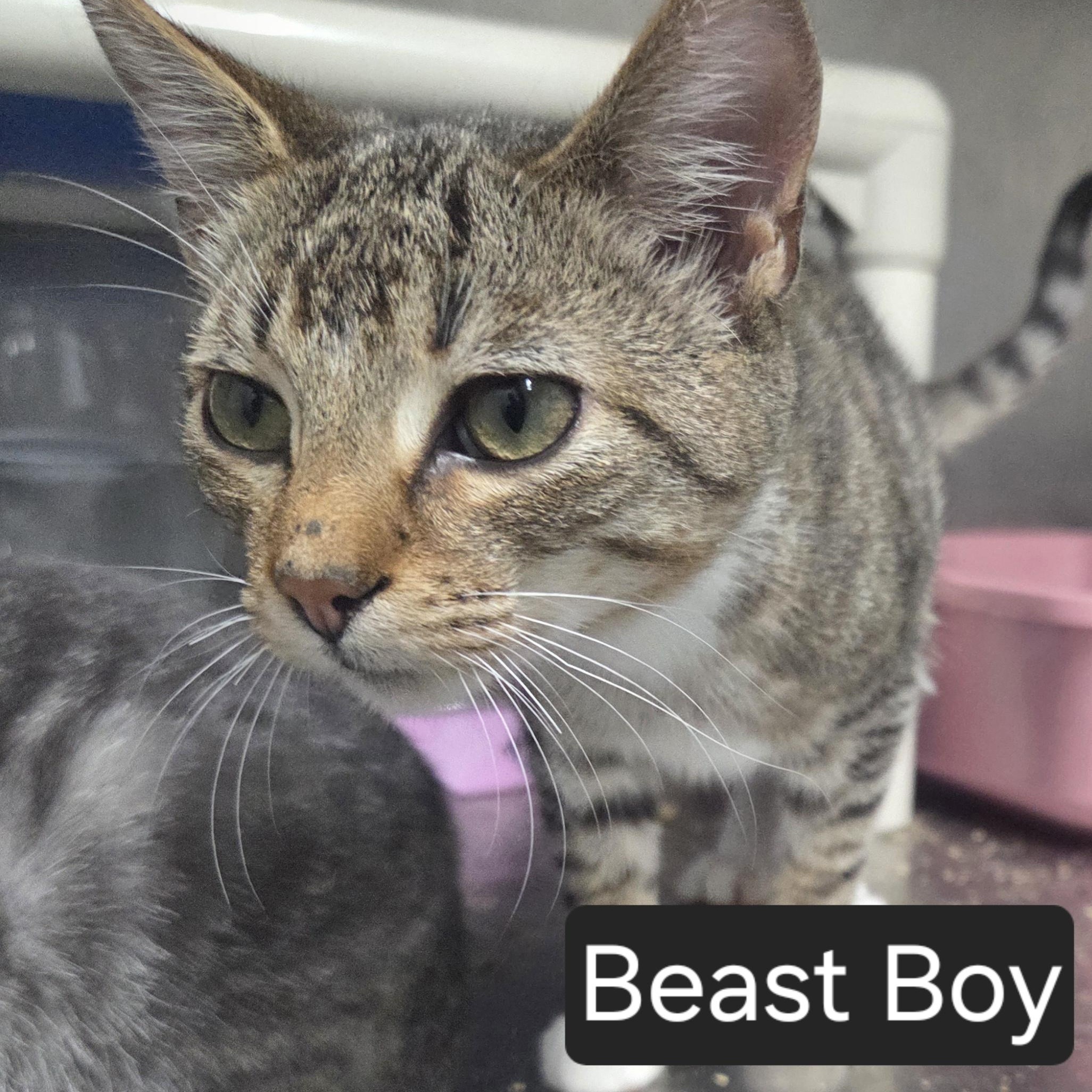 Beast Boy, ADOPTABLE, Adult Male Domestic Short Hair.