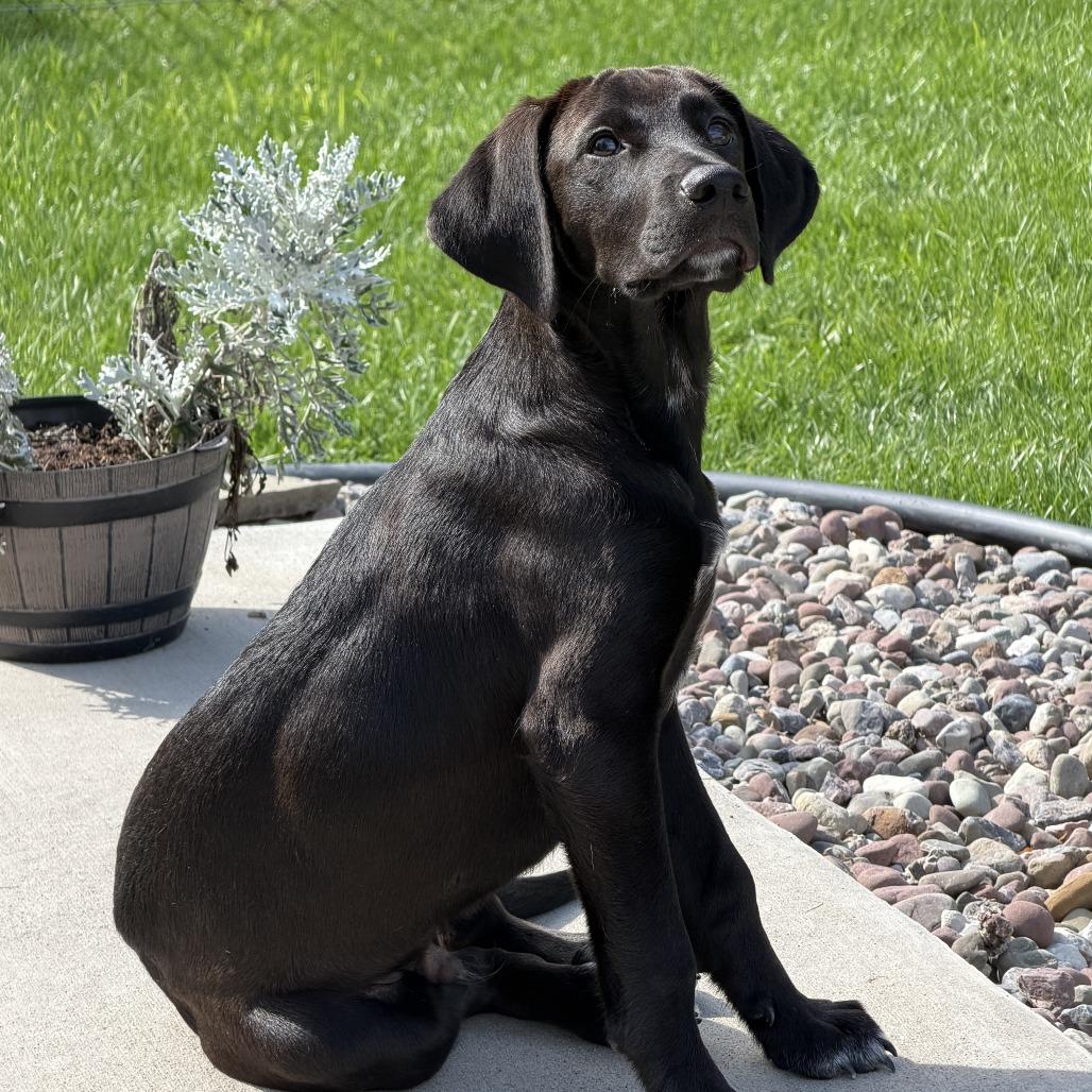 Enlarge Atlas, a Adoptable mixed breed in Walworth, NY image 5/6