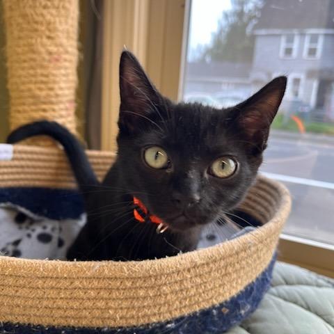 Victoria, Adoptable, Kitten Female Domestic Short Hair.