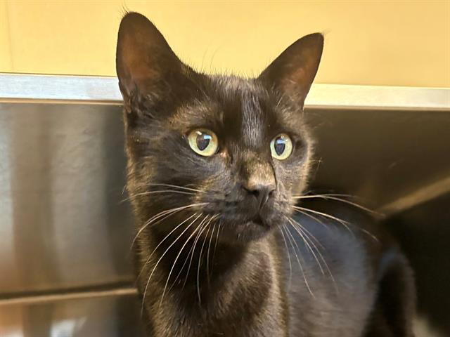 BEAR, Adoptable, Adult Male Domestic Short Hair.