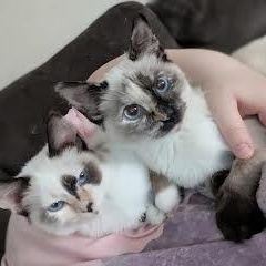 Poppy and Sesame, Adoptable, Kitten Female Siamese & Domestic Short Hair.