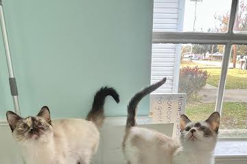 Poppy and Sesame, a Adoptable mixed breed in Maryville, TN image 3/3