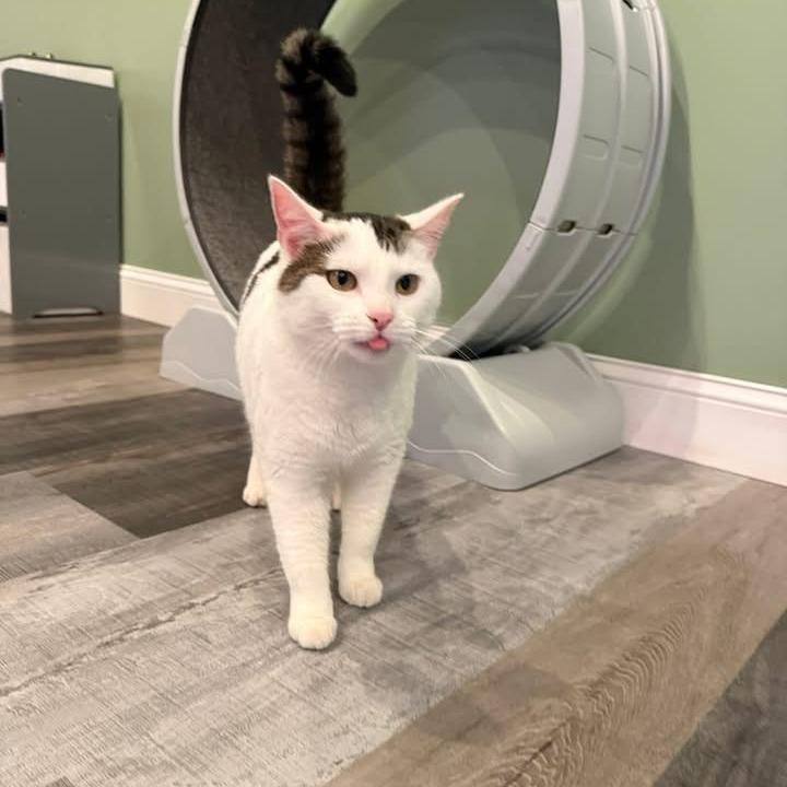 Yammy, a Adoptable Domestic Short Hair in Jefferson city, TN image 1/2