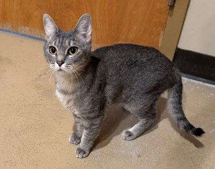 Enlarge Foxtrot, a Adoptable Domestic Short Hair in Midland, VA image 1/1