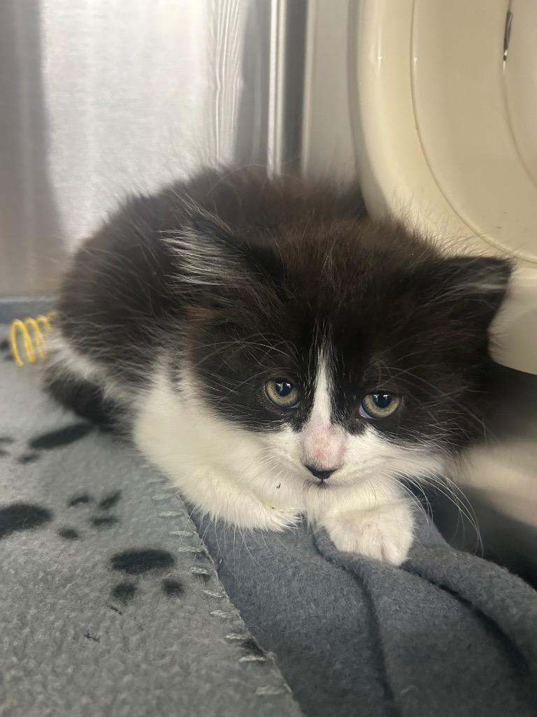 Odette, Adoptable, Kitten Female Domestic Short Hair.