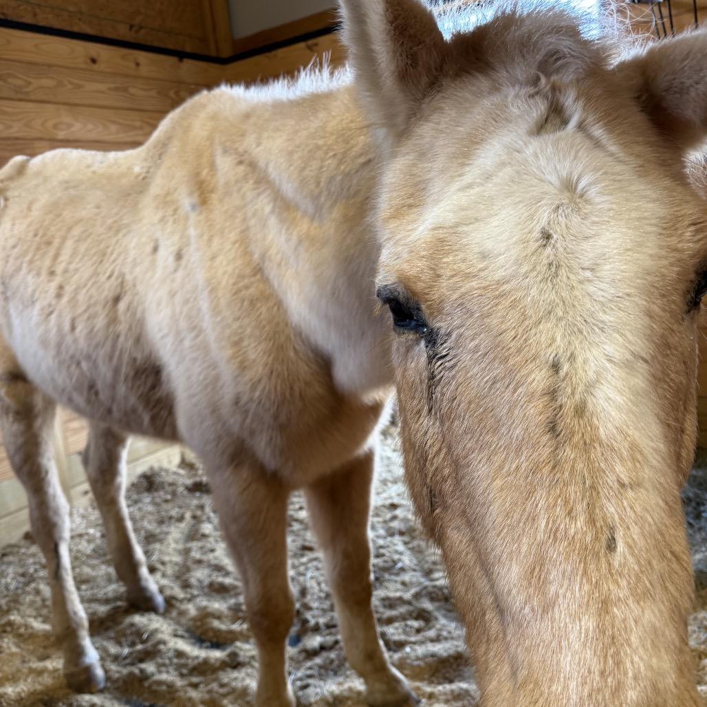 Elmer, Adoptable, Senior Male Quarterhorse.