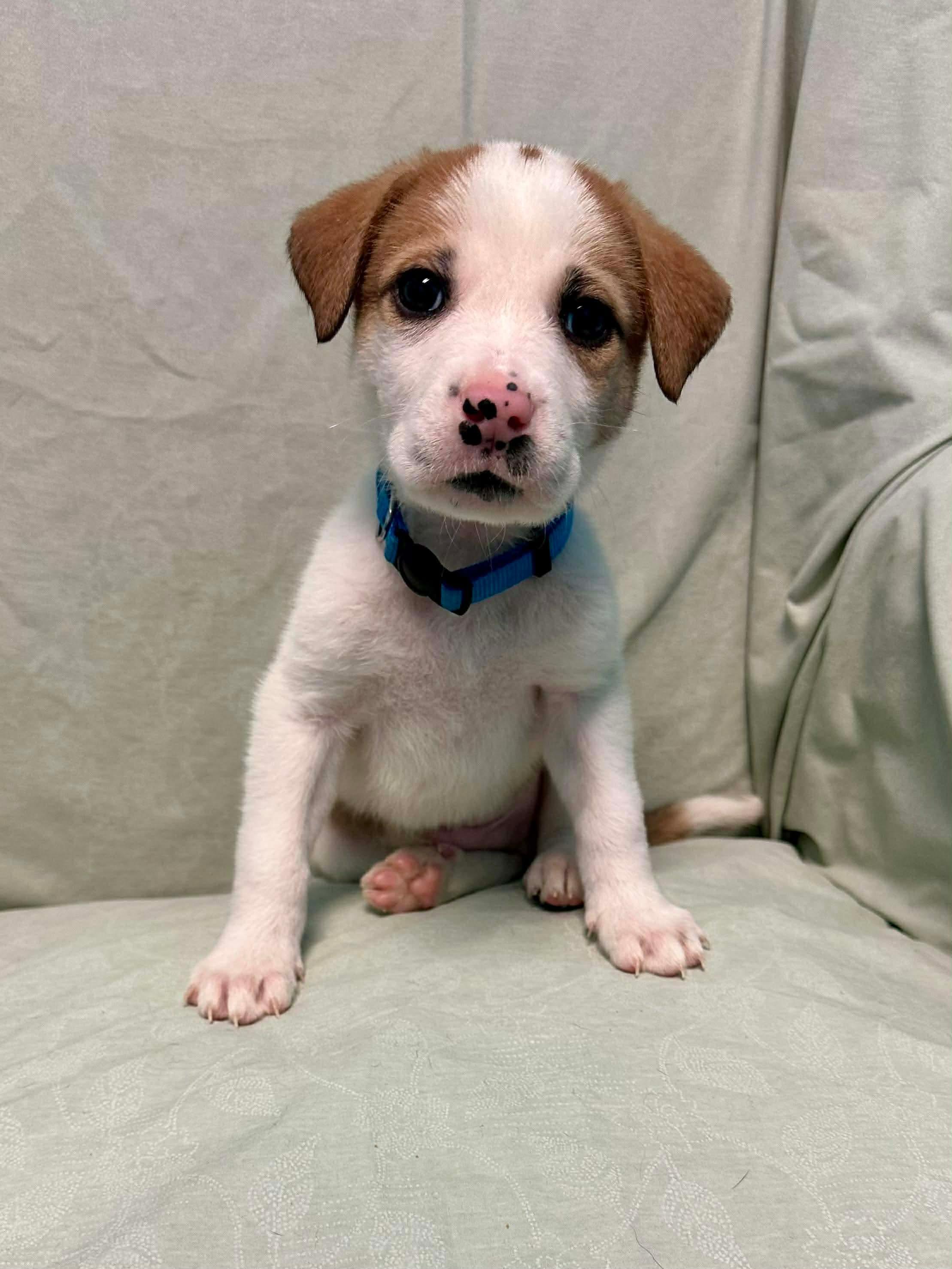 Opie, Adoptable, Puppy Male Saint Bernard.