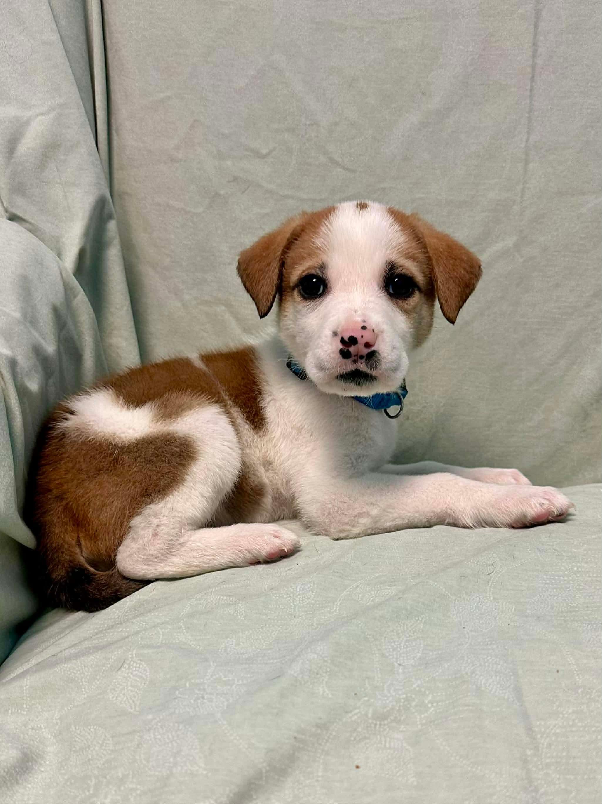 Enlarge Opie, a Adoptable mixed breed in Walker, LA image 2/4