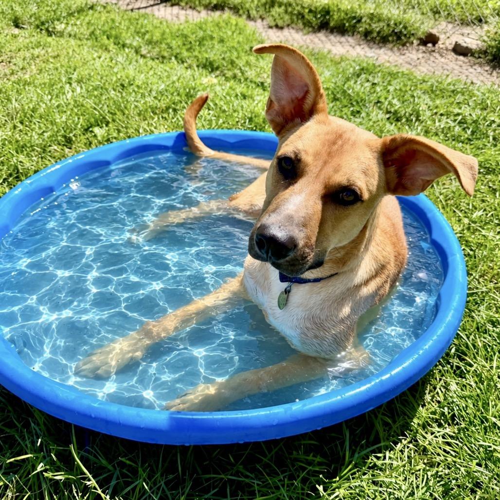 Bodie, Adoptable, Adult Male Rhodesian Ridgeback & Mixed Breed.