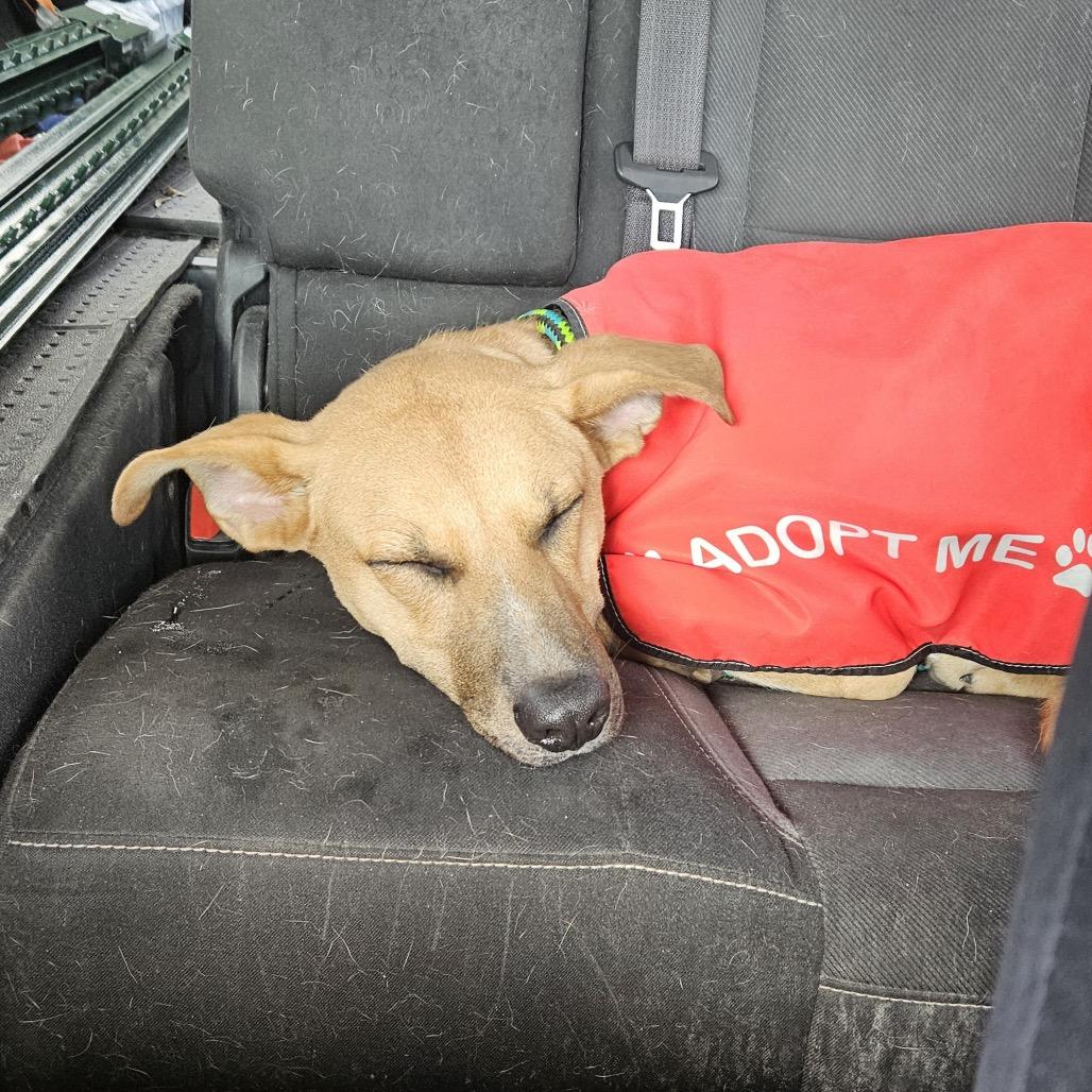 Enlarge Bodie, a Adoptable mixed breed in Metamora, MI image 3/6