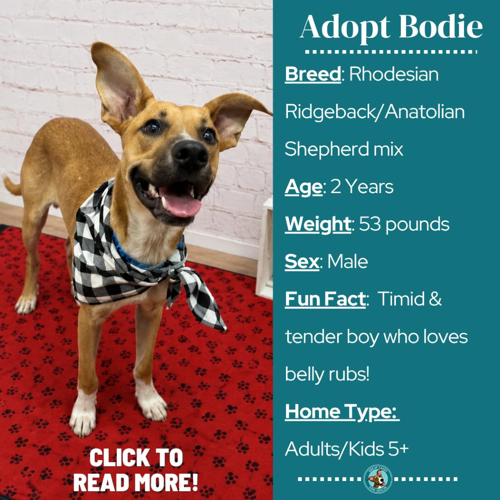 Enlarge Bodie, a Adoptable mixed breed in Metamora, MI image 4/6