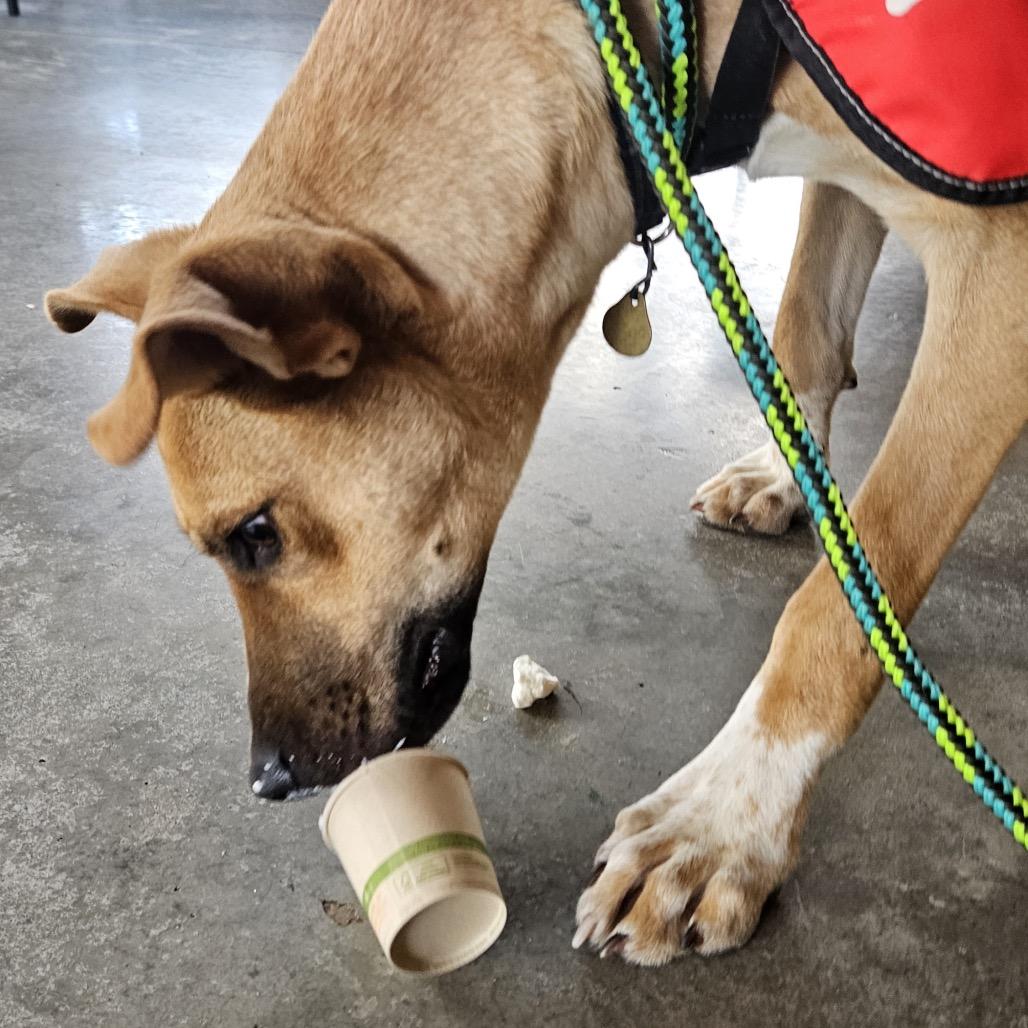 Enlarge Bodie, a Adoptable mixed breed in Metamora, MI image 5/6