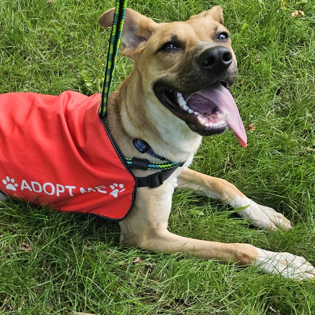 Enlarge Bodie, a Adoptable mixed breed in Metamora, MI image 6/6