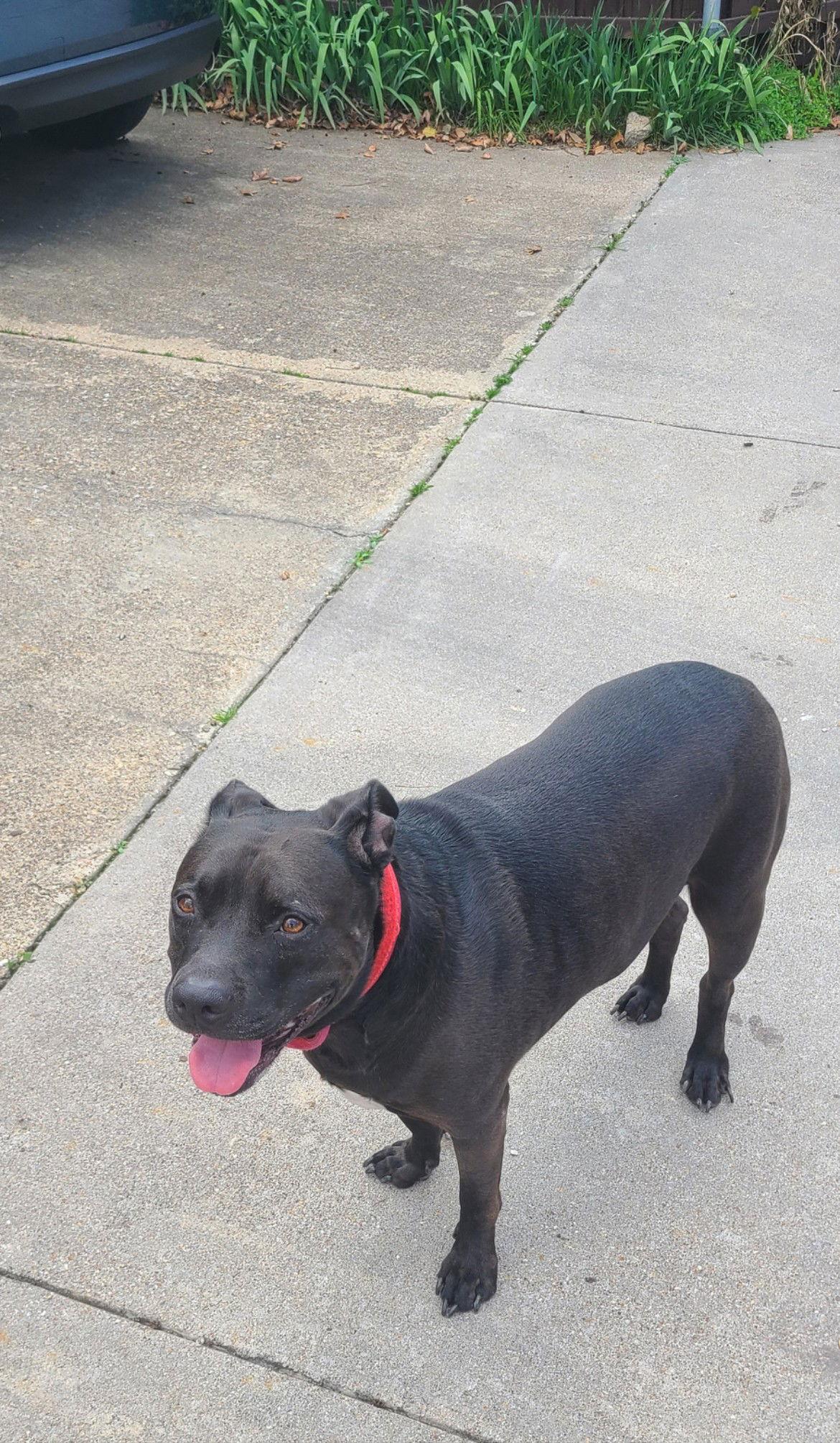 Rocky, Adoptable, Young Male Terrier.