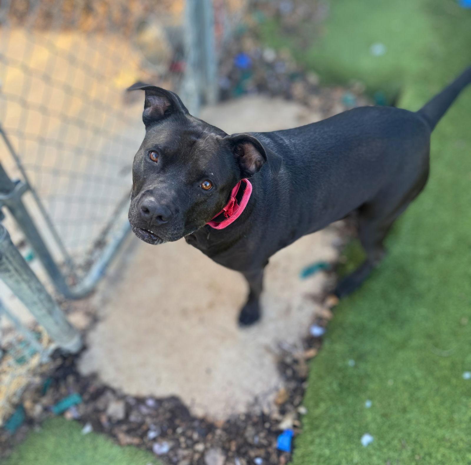 Rocky, a Adoptable Terrier in Rowlett, TX image 2/2
