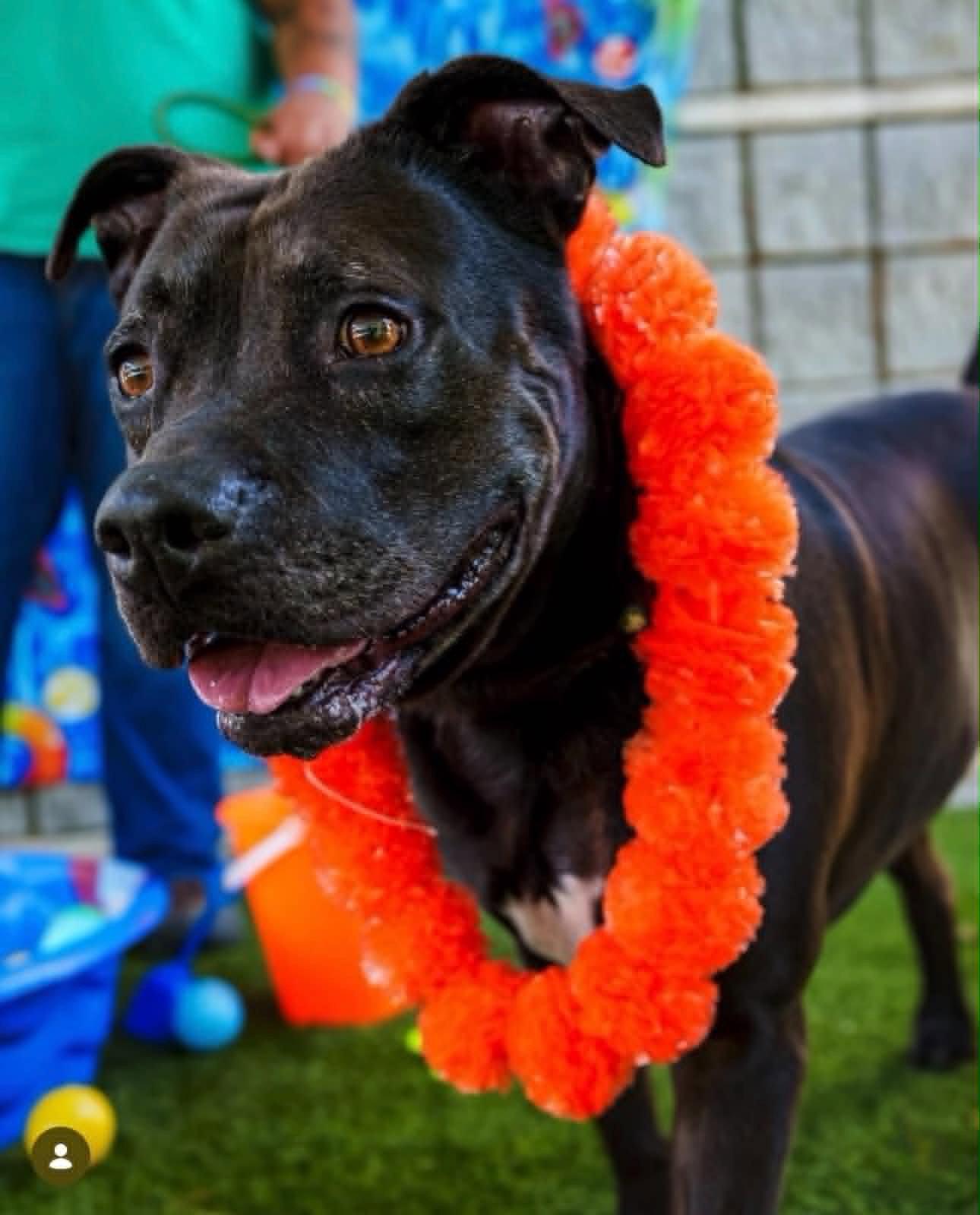 Enlarge Rocky, a Adoptable Pit Bull Terrier in Rowlett, TX image 3/3