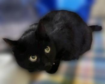 Diablo, Adoptable, Young Male Domestic Short Hair.