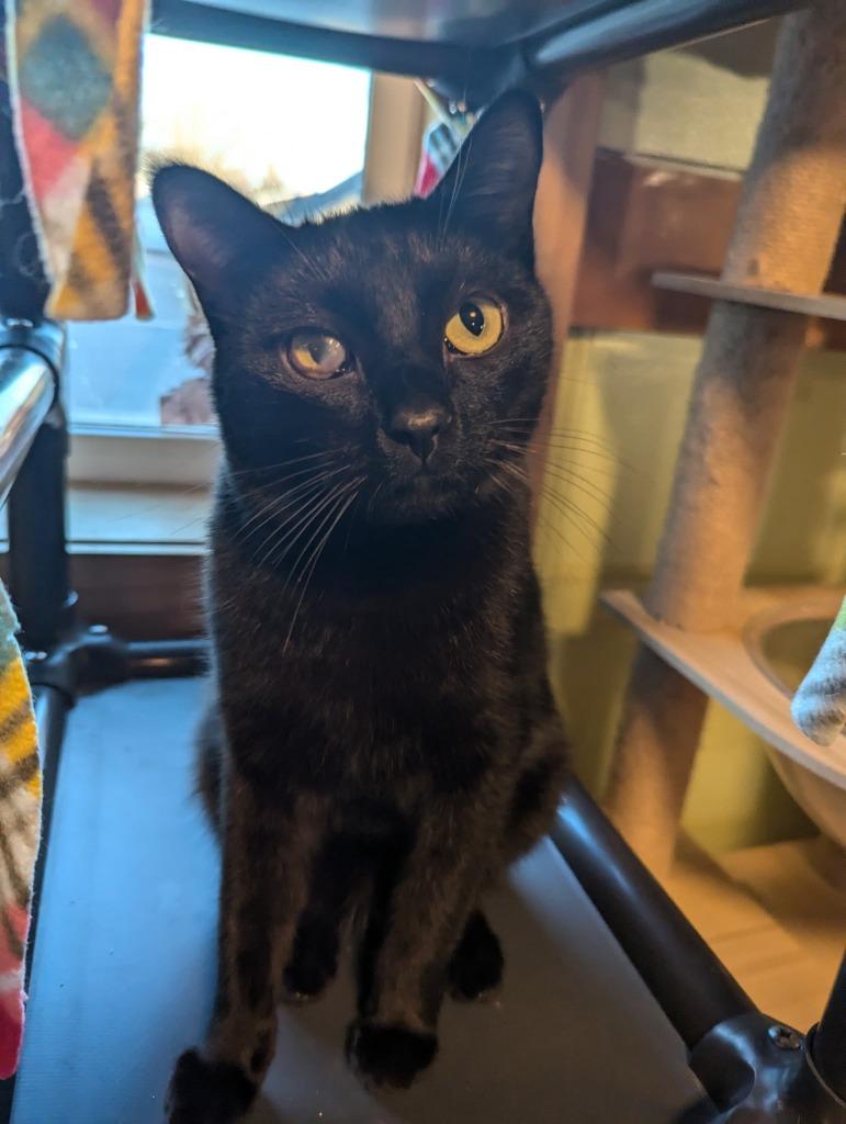 Diablo, a Adoptable mixed breed in Rice Lake, WI image 2/4