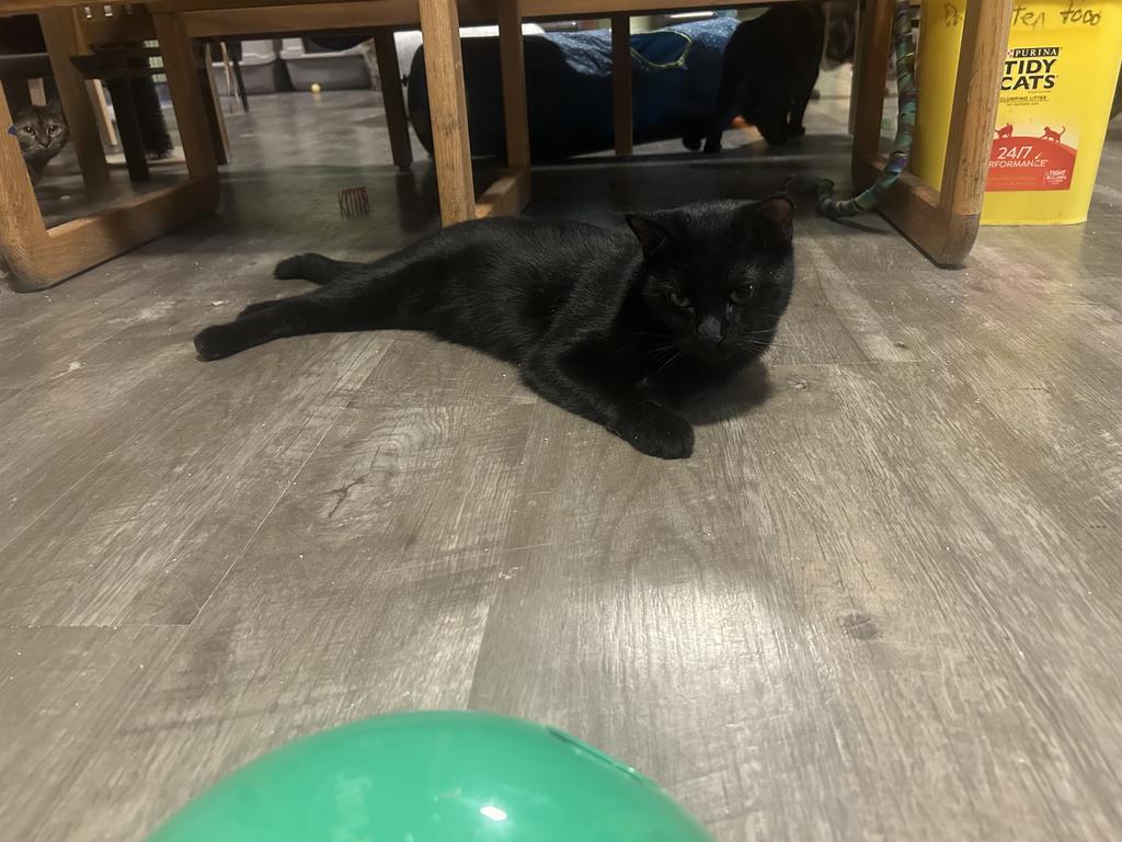 Diablo, a Adoptable mixed breed in Rice Lake, WI image 4/4