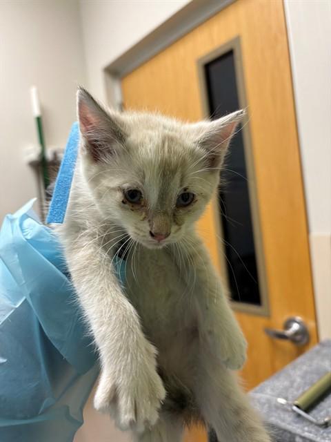 Enlarge CORAL, a Adoptable Domestic Short Hair in Pueblo, CO image 1/1