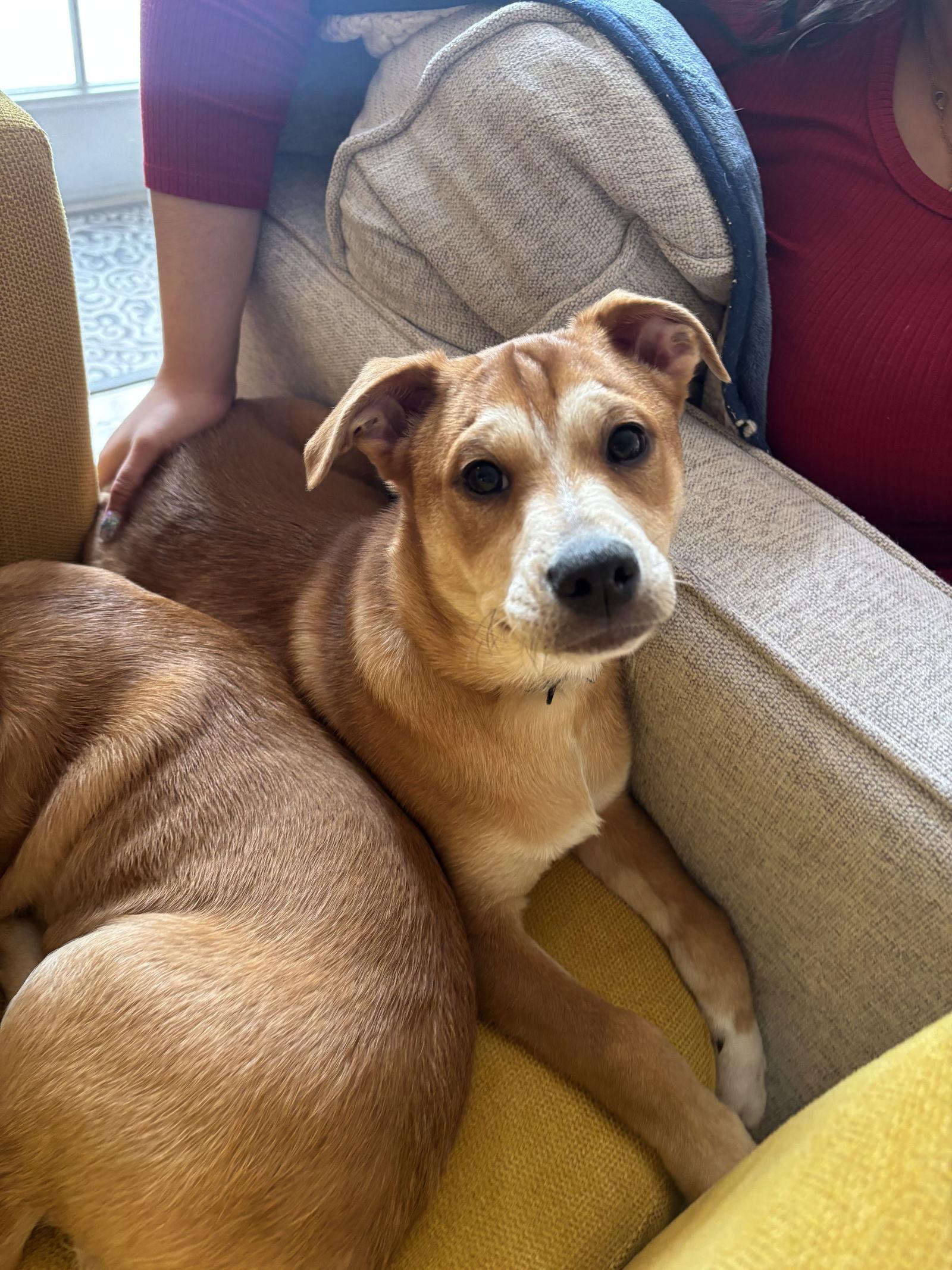 Enlarge Shaggy, a Adoptable mixed breed in Arlington, VA image 1/3