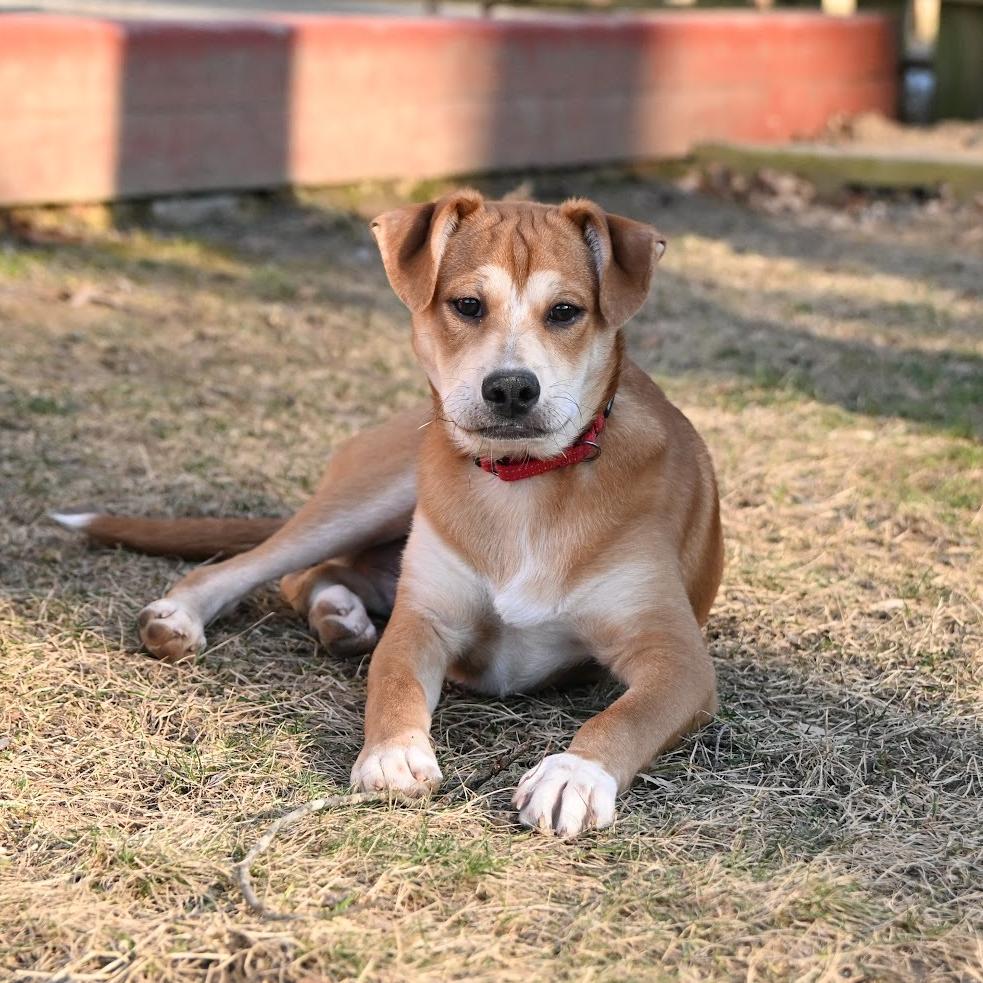 Shaggy, Adoptable, Puppy Male Beagle & Terrier.