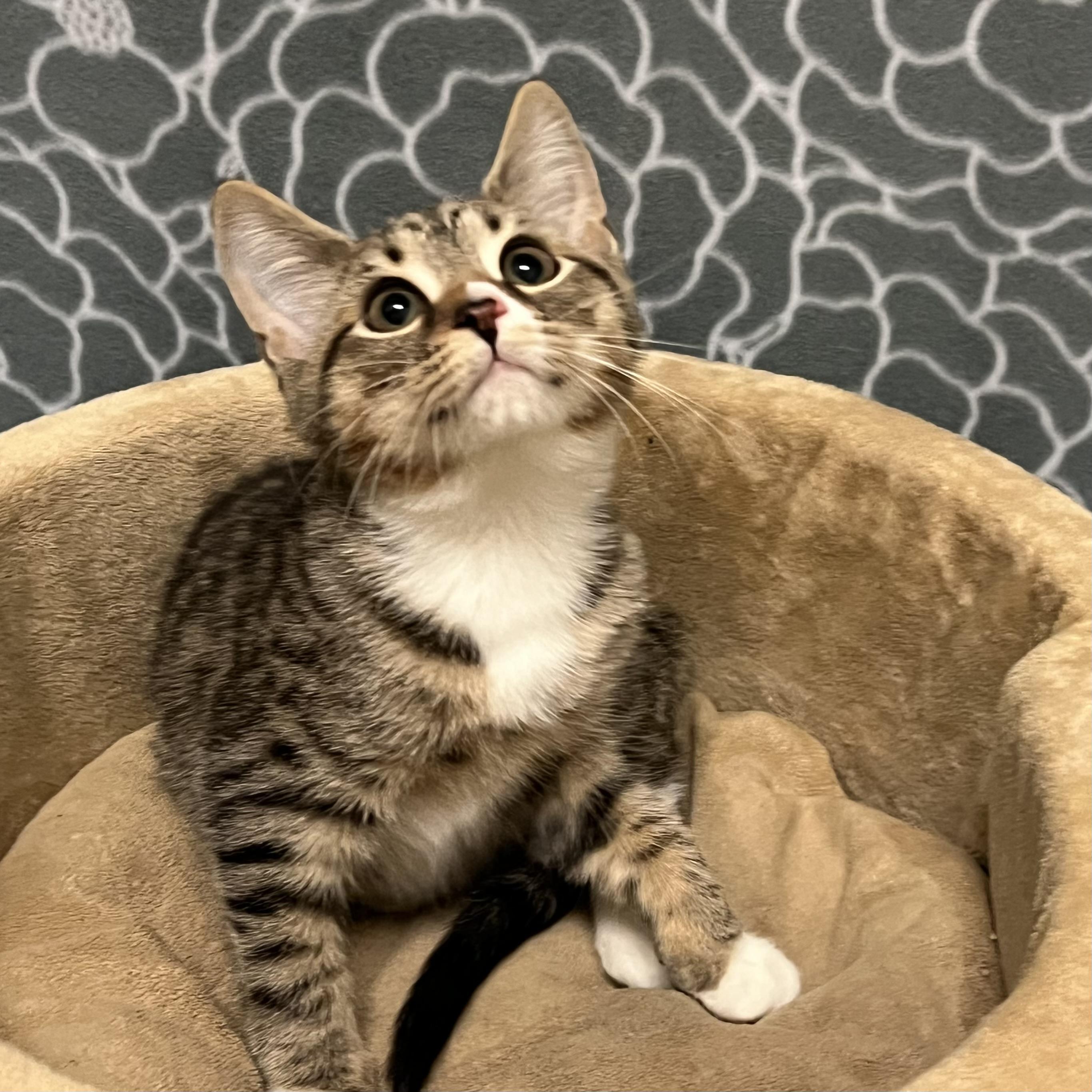 Dolce, adoptable, Kitten Female Domestic Short Hair.