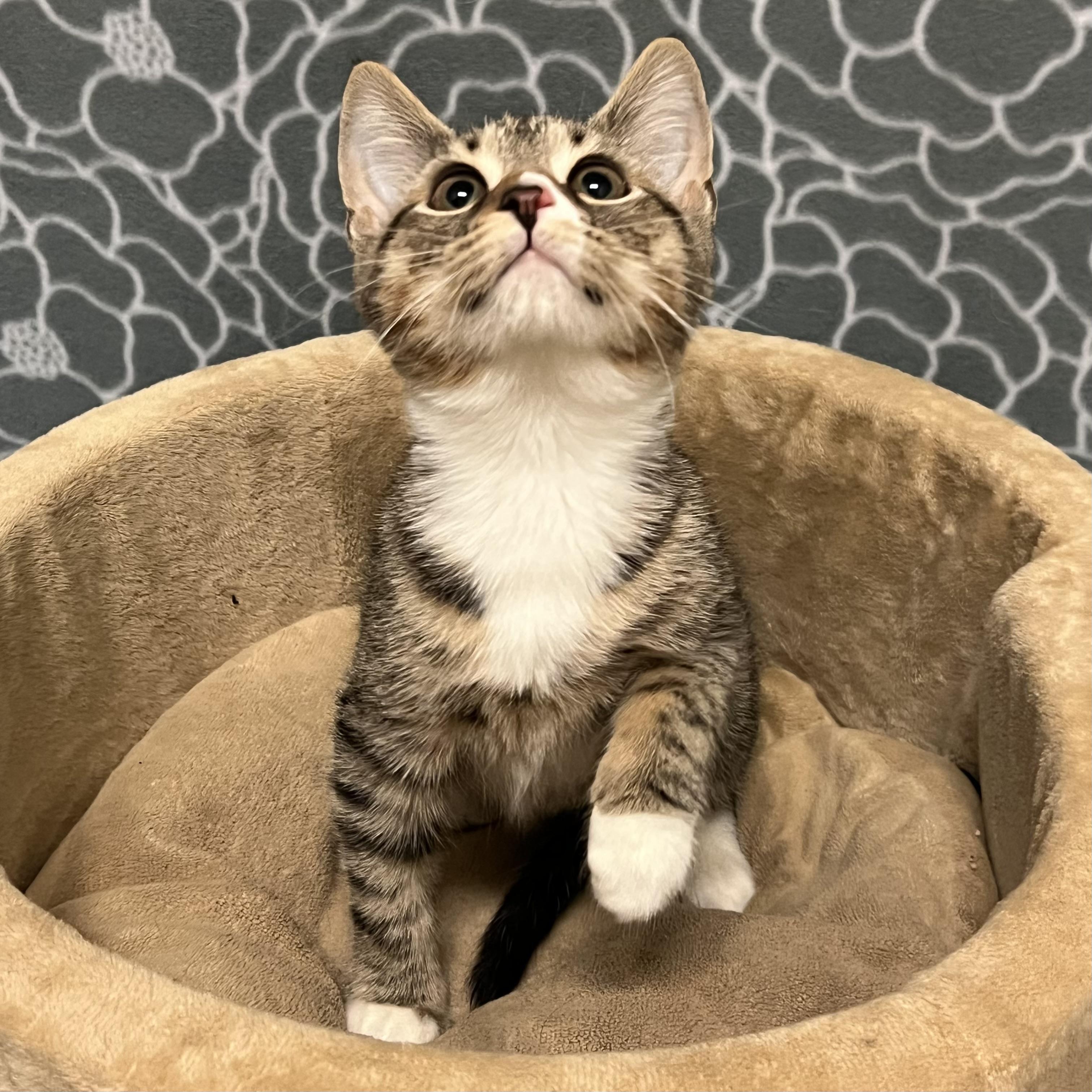 Enlarge Dolce, an adoptable mixed breed in Libertyville, IL image 3/3