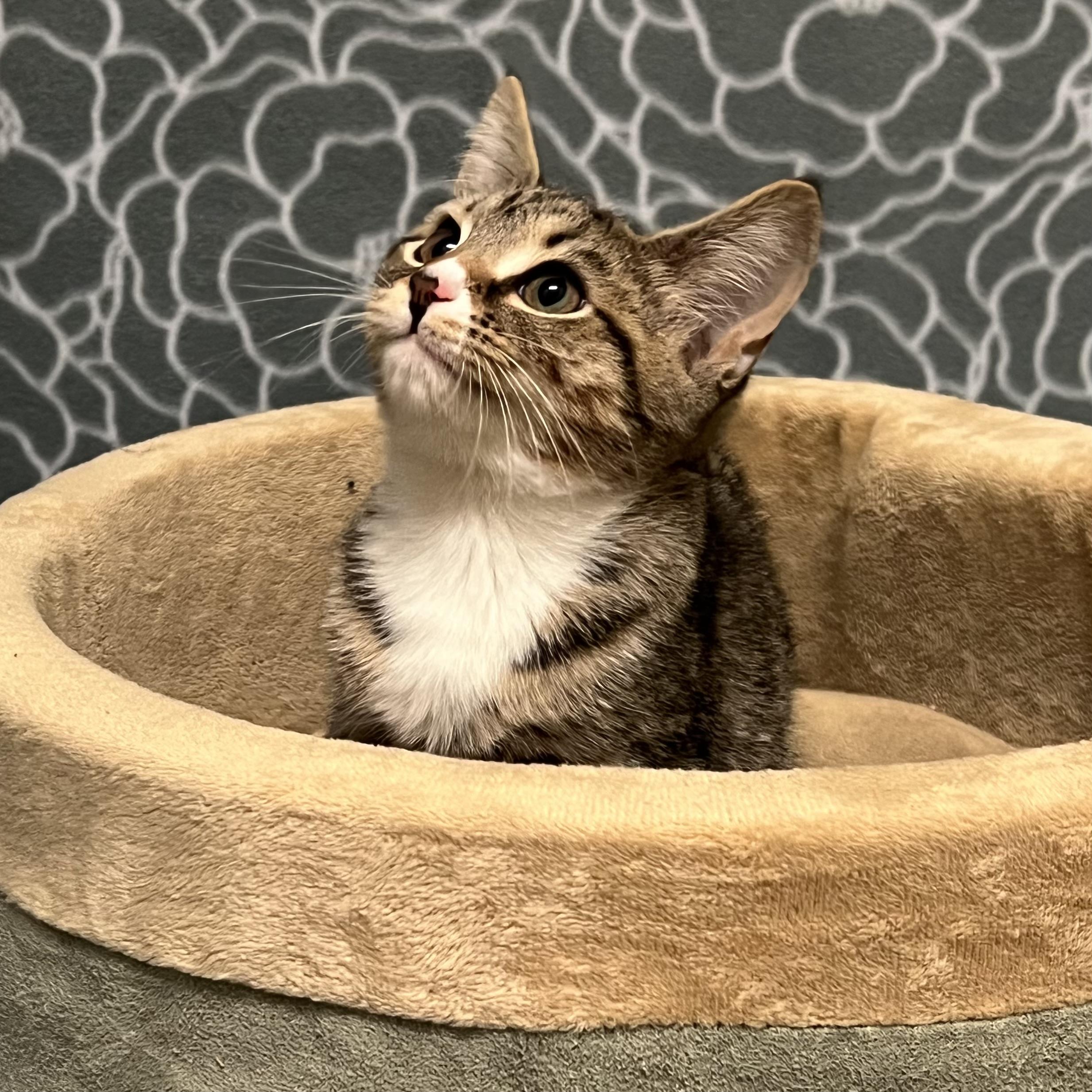 Enlarge Dolce, an adoptable mixed breed in Libertyville, IL image 2/3