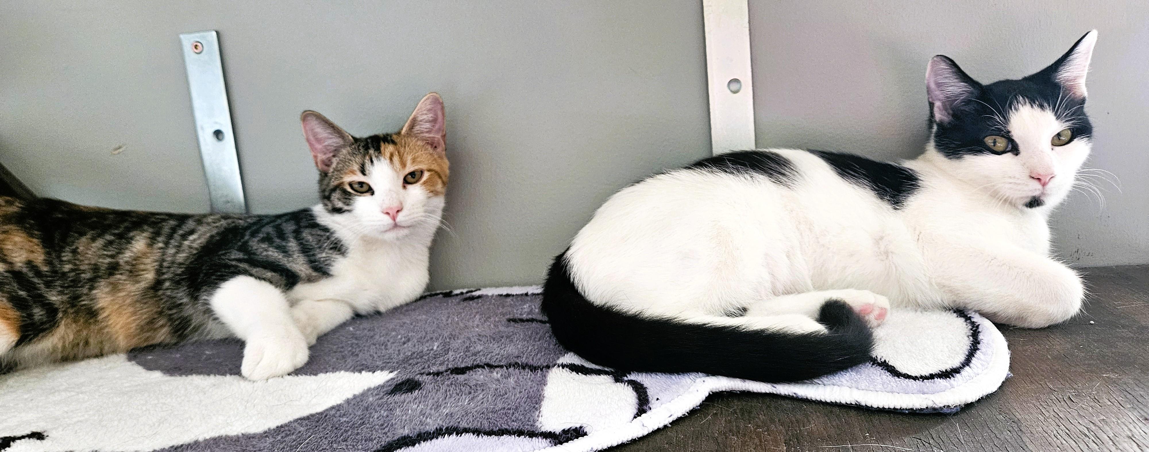 Enlarge Chelsey (bonded with Chickpea), a Adoptable mixed breed in Charlotte, NC image 3/4