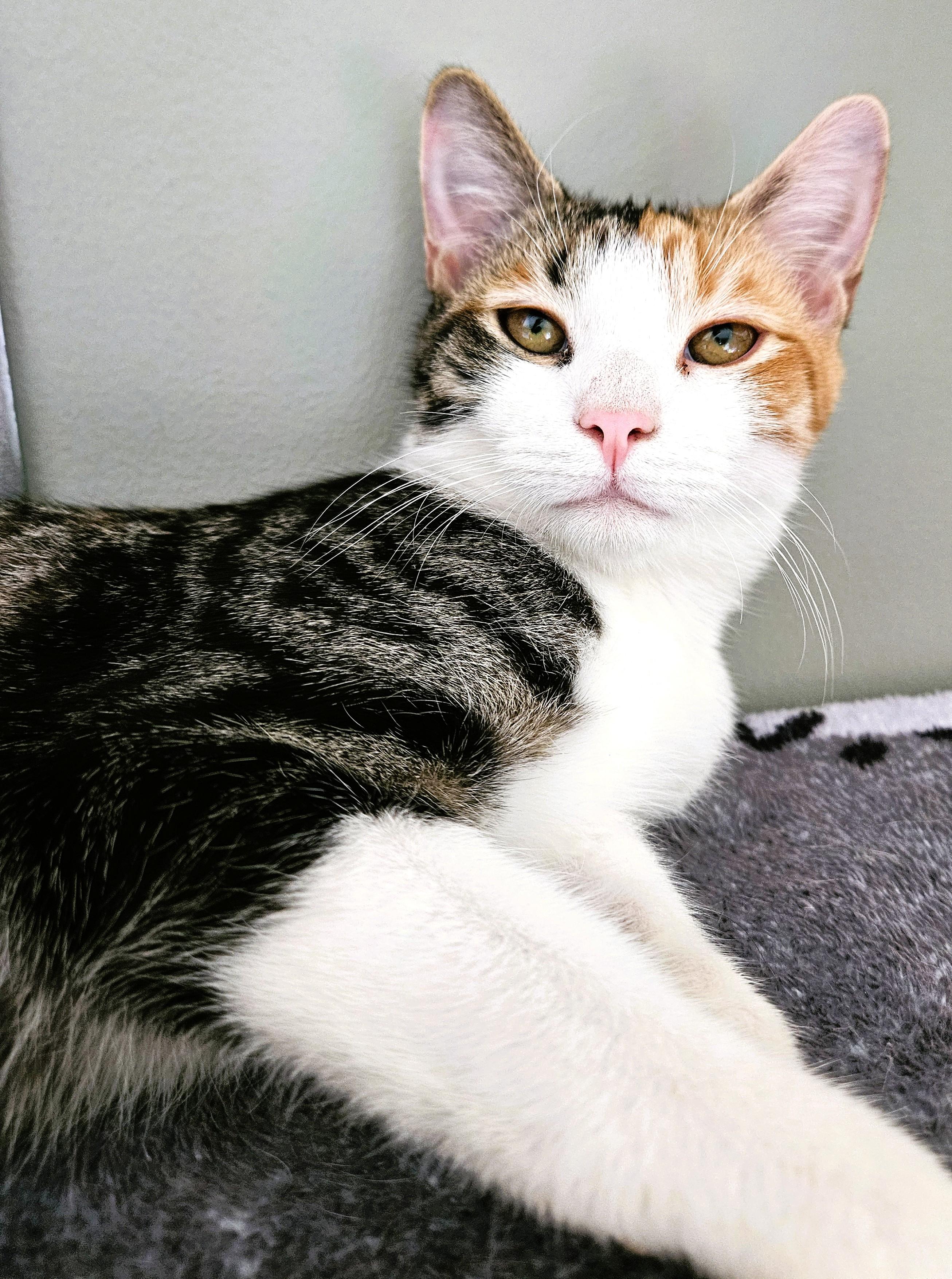 Enlarge Chelsey (bonded with Chickpea), a Adoptable mixed breed in Charlotte, NC image 2/4