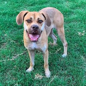 Vanilla, a Adoptable mixed breed in Dix Hills, NY image 3/6