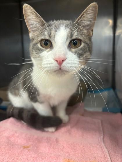 Enlarge Poppi, a Adoptable Domestic Short Hair in Lafayette, IN image 1/1