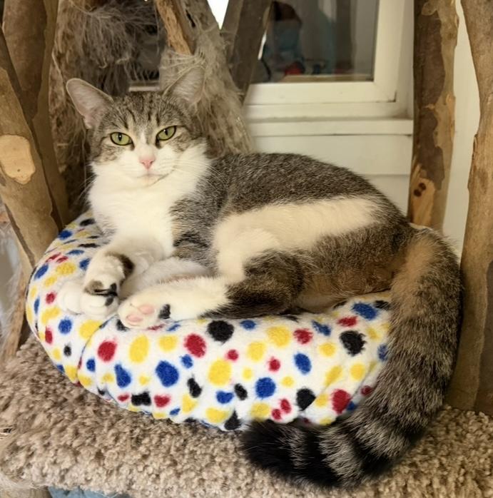 Enlarge Minjee, a Adoptable Domestic Short Hair in Cincinnati, OH image 3/6