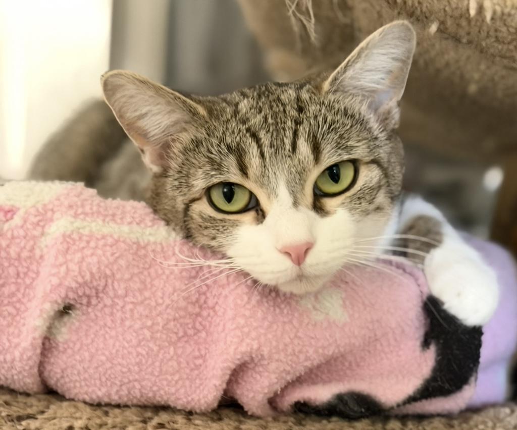 Enlarge Minjee, a Adoptable Domestic Short Hair in Cincinnati, OH image 1/6