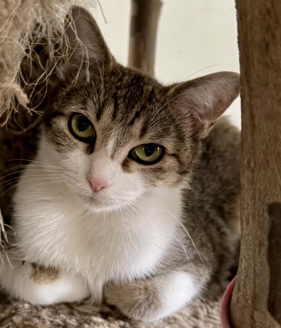 Enlarge Minjee, a Adoptable Domestic Short Hair in Cincinnati, OH image 2/6