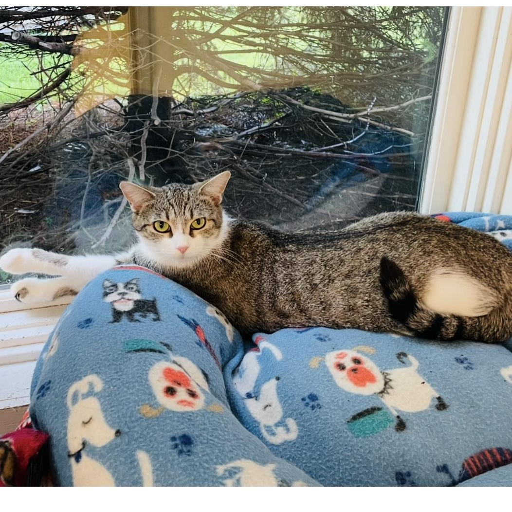 Enlarge Minjee, a Adoptable Domestic Short Hair in Cincinnati, OH image 5/6
