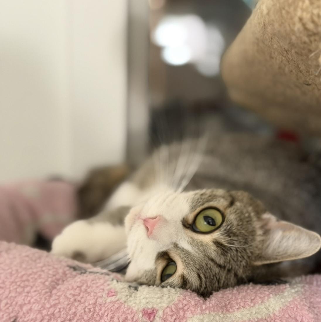 Enlarge Minjee, a Adoptable Domestic Short Hair in Cincinnati, OH image 4/6