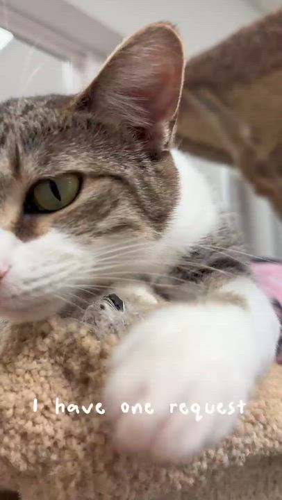 Enlarge Minjee, a Adoptable Domestic Short Hair in Cincinnati, OH video 6/6