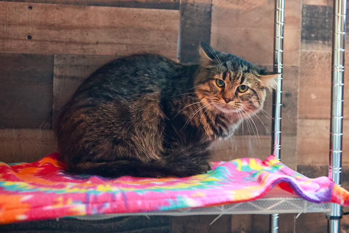 Toulouse, Adoptable, Adult Male Domestic Medium Hair.