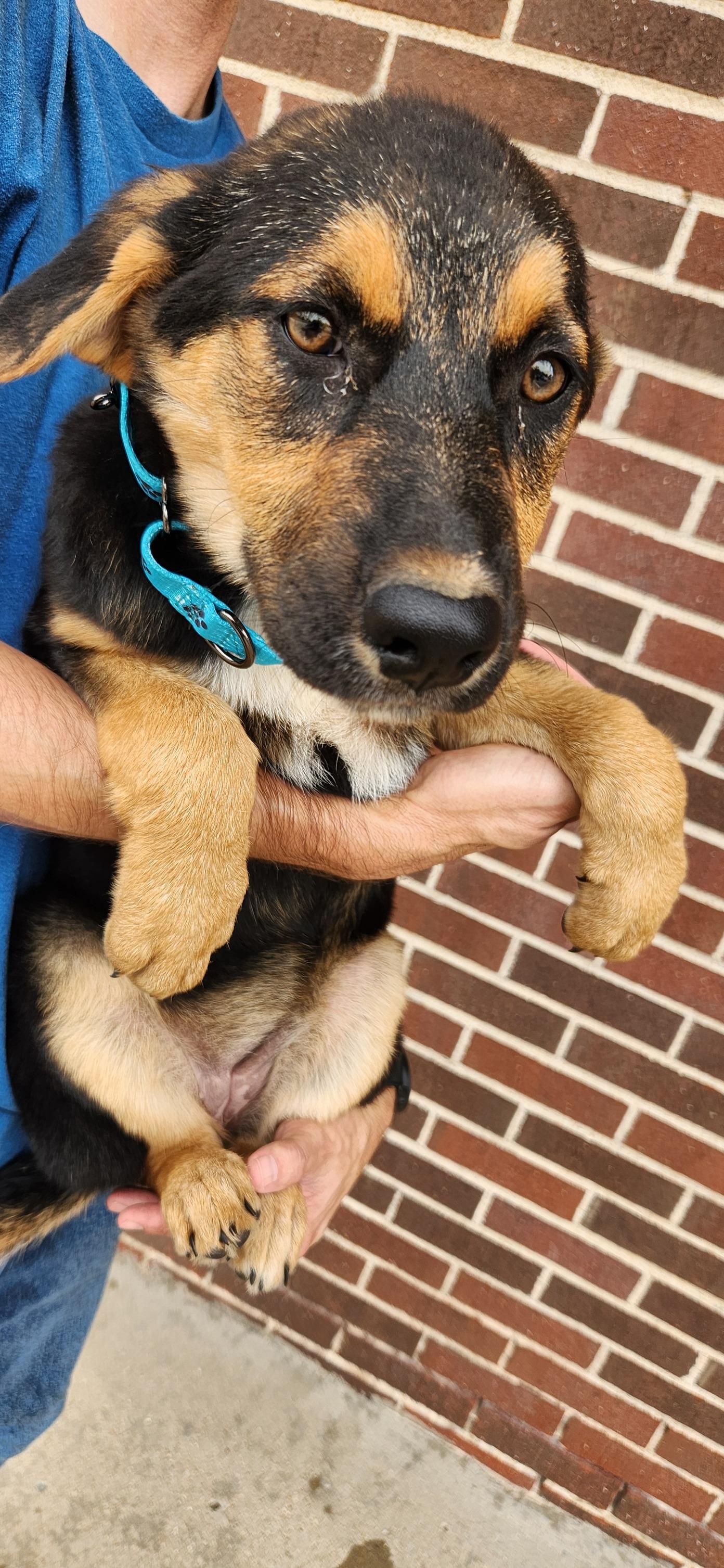 Bonnie