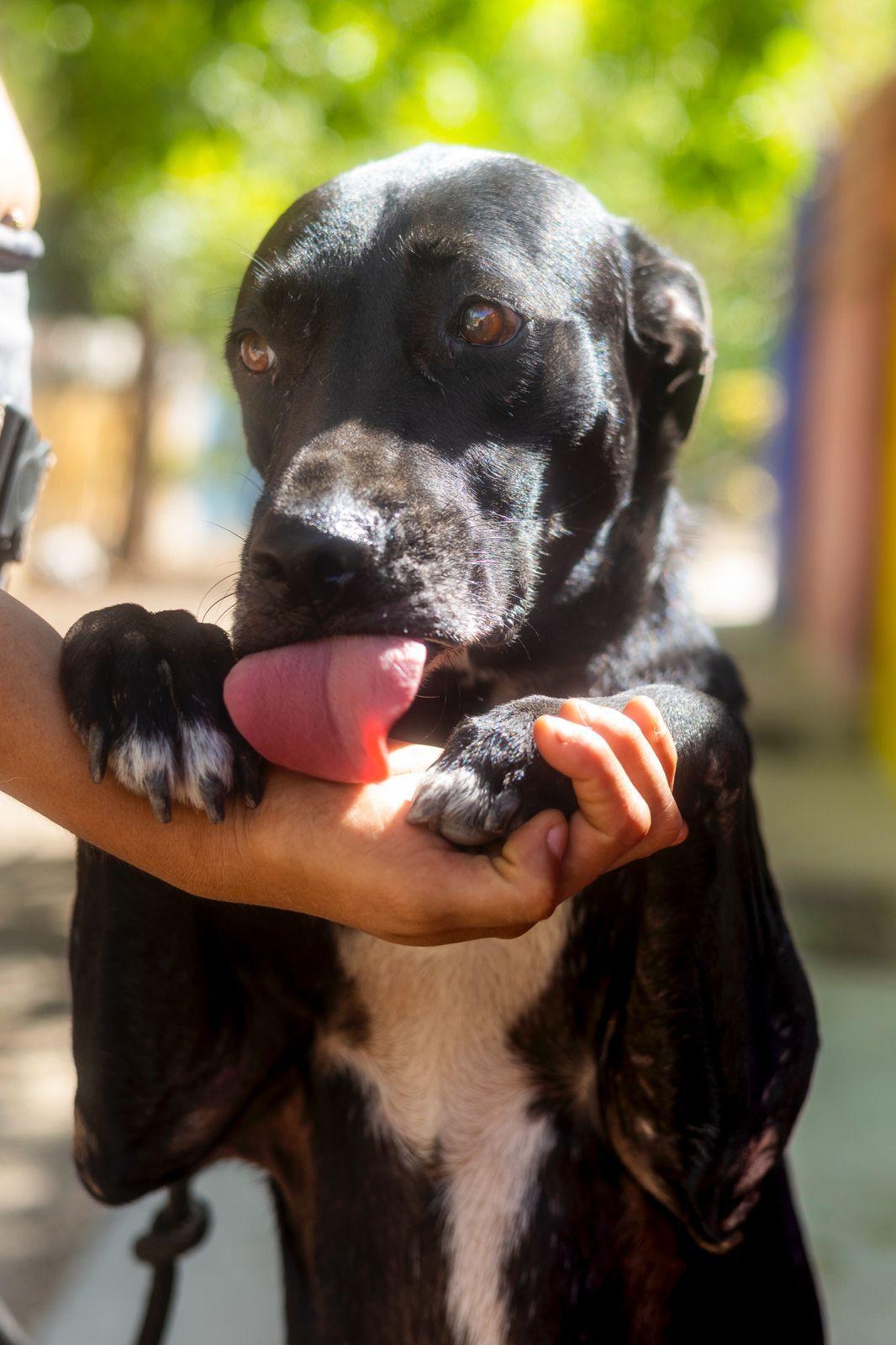 Paris, ADOPTABLE, Adult Female Labrador Retriever & Whippet.