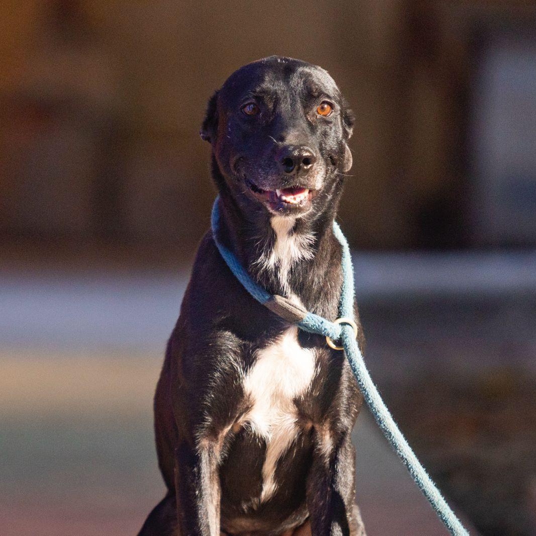 Paris, a ADOPTABLE mixed breed in New York, NY image 2/6
