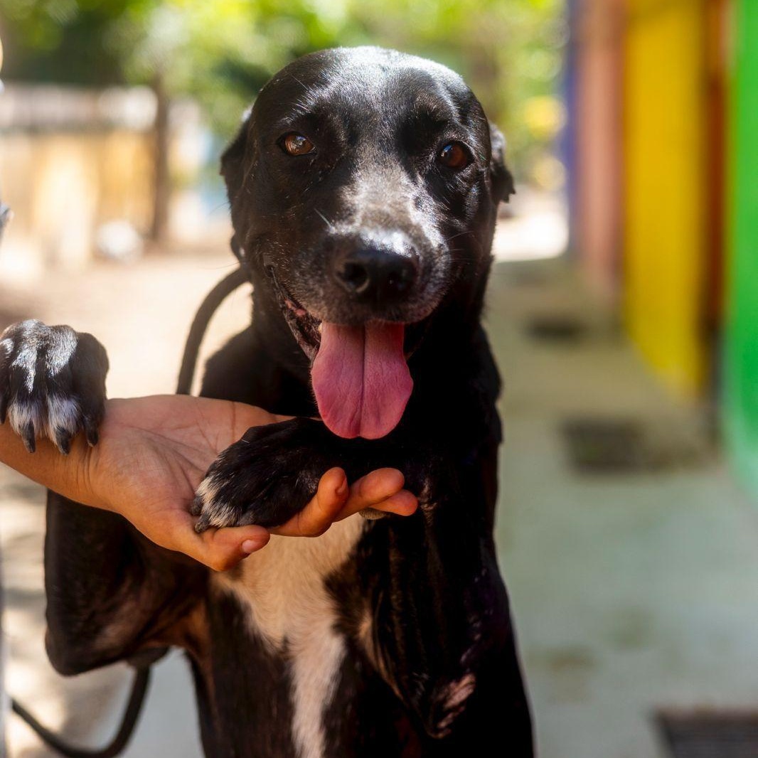 Paris, a ADOPTABLE mixed breed in New York, NY image 5/6