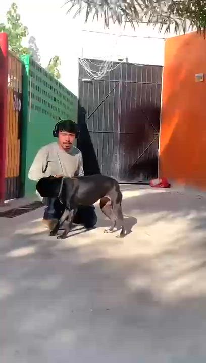 Enlarge Paris, a ADOPTABLE mixed breed in New York, NY video 6/6