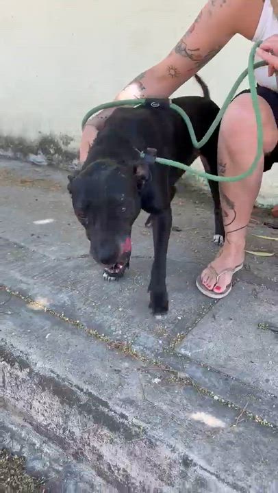 Enlarge Paris, a ADOPTABLE mixed breed in New York, NY video 3/6