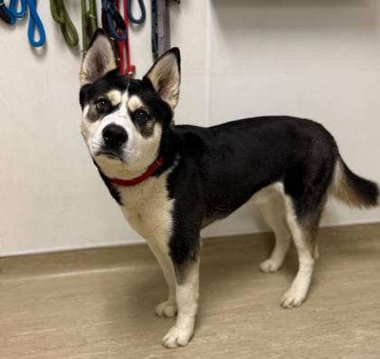 Kota — thumbnail 2