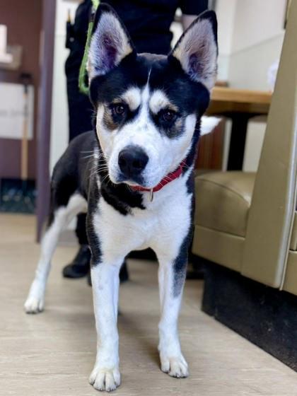 Kota — thumbnail 3