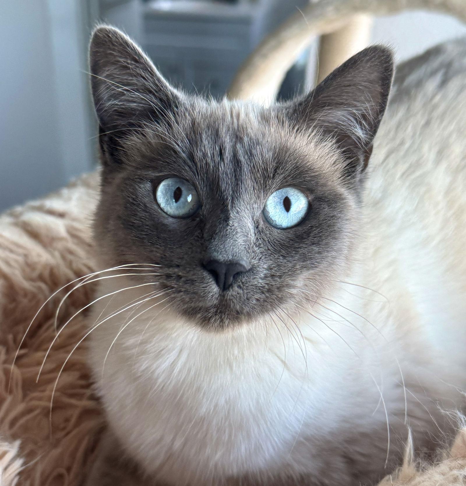 Enlarge Karma, a Adopted mixed breed in San Luis Obispo, CA image 1/2