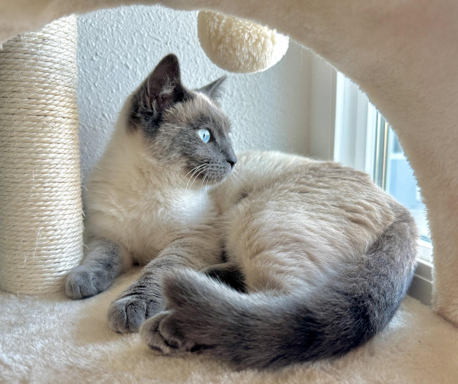 Enlarge Karma, a Adopted mixed breed in San Luis Obispo, CA image 2/2